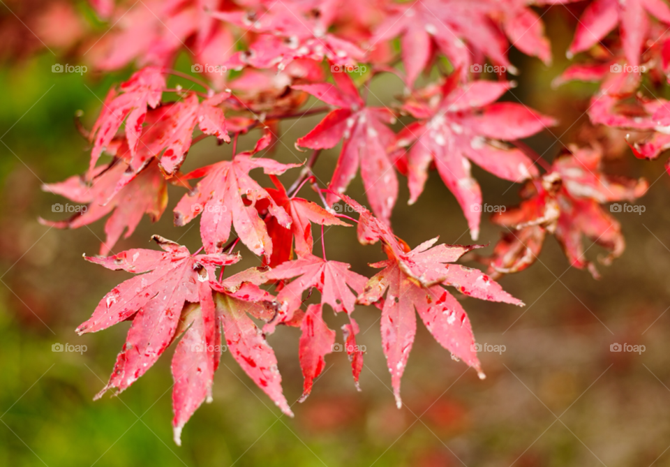 nature red leaves autumn by muppet1500