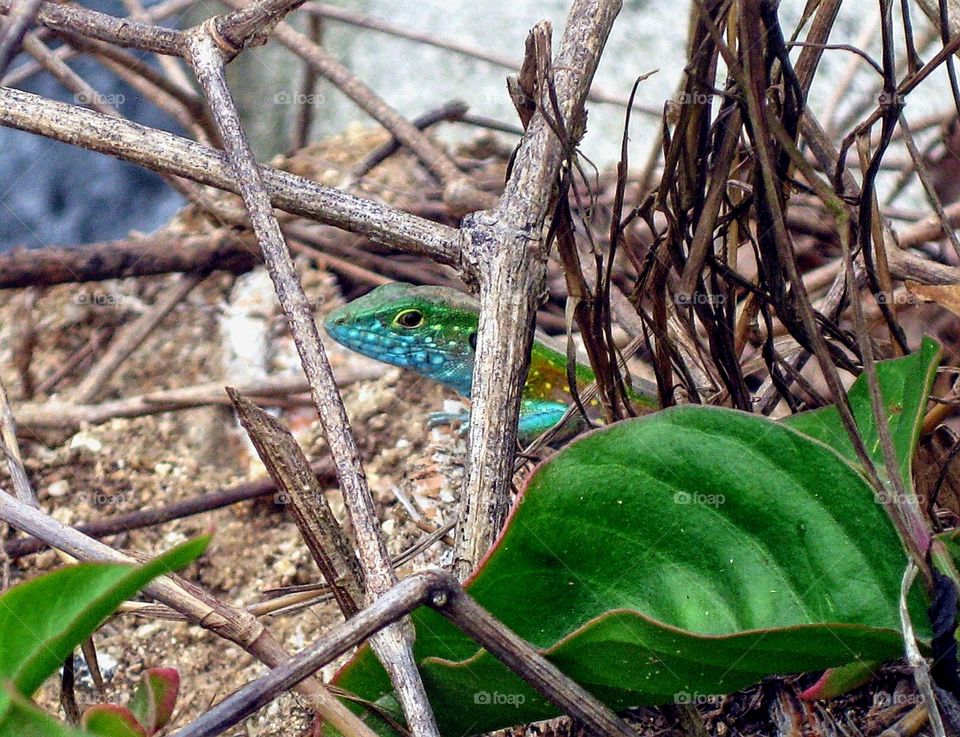 Peek a boo lizard