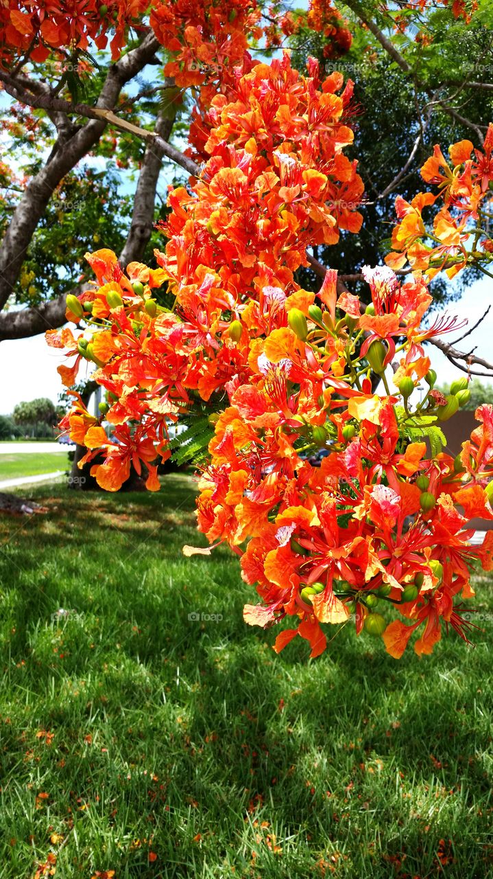 flaming poinciana tree. flaming poinciana tree