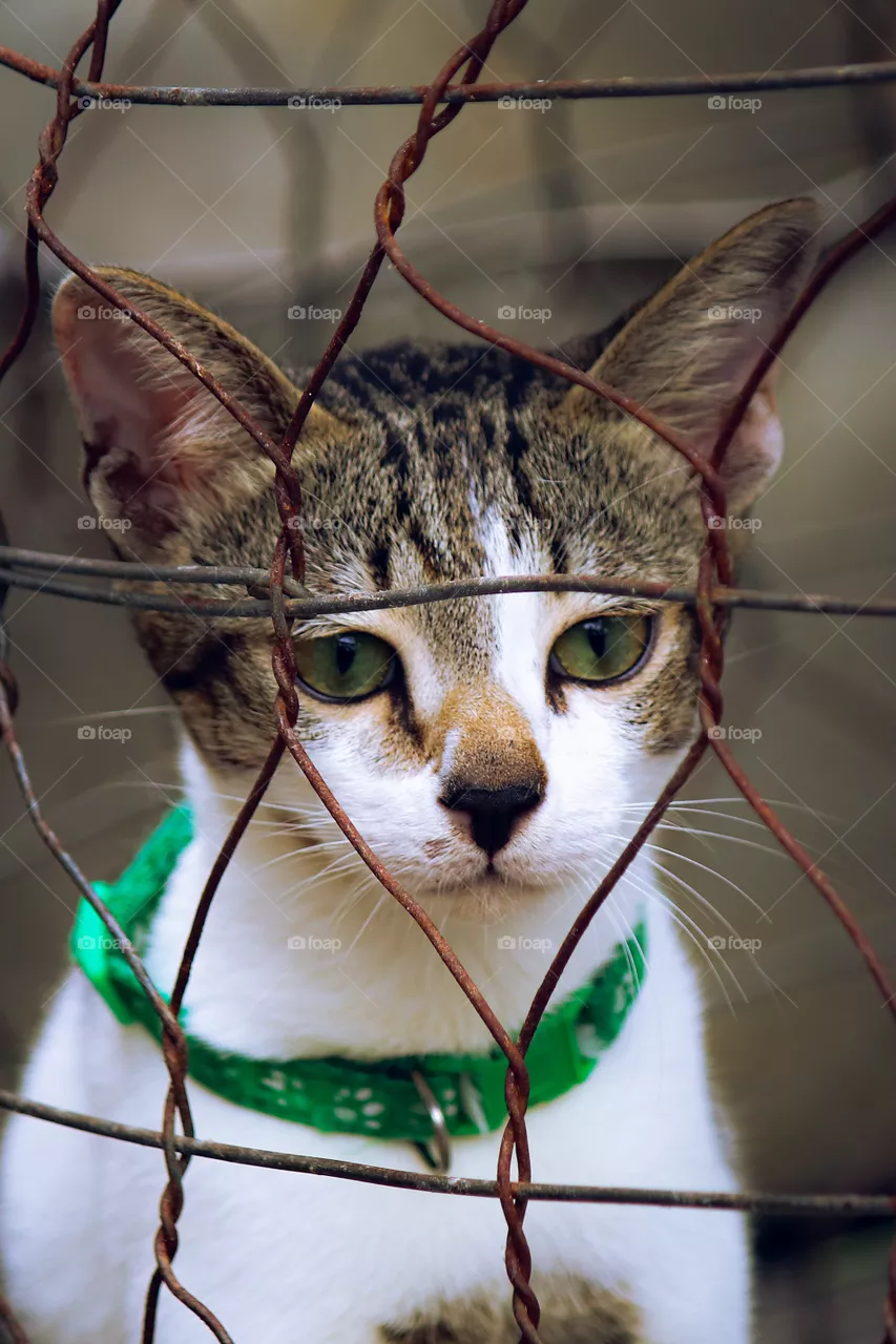 cat locked in cage