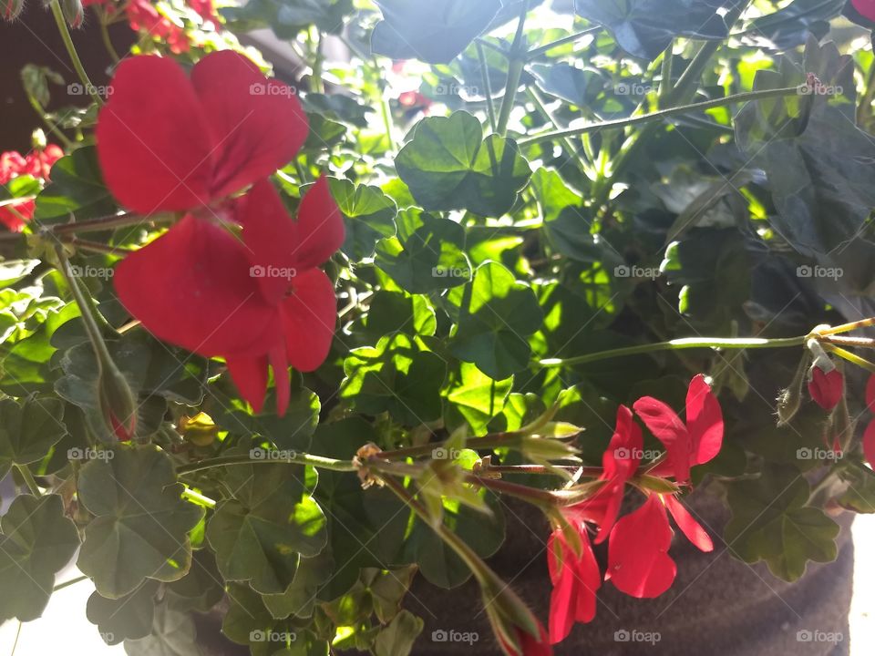 sunlight and red Flower