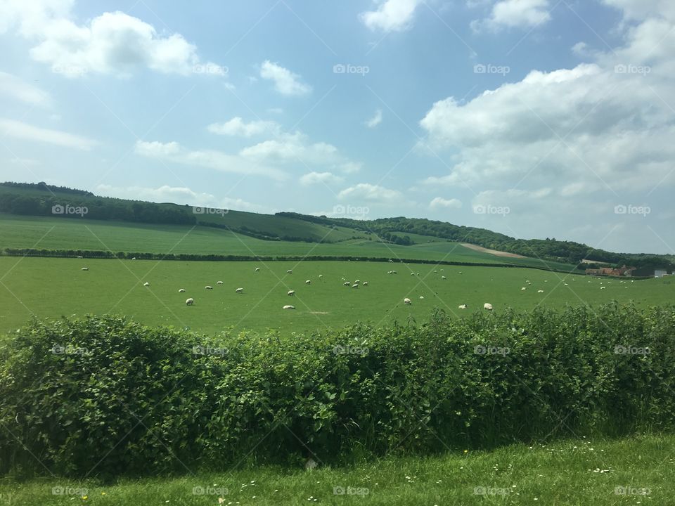 Sheep grazing on the grass in the countryside 