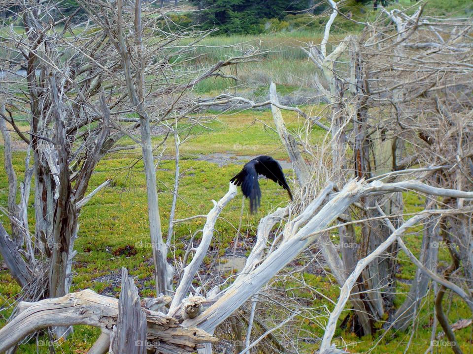 crow at Pacifica