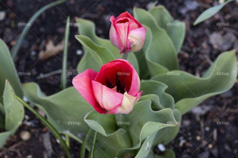 Tulips