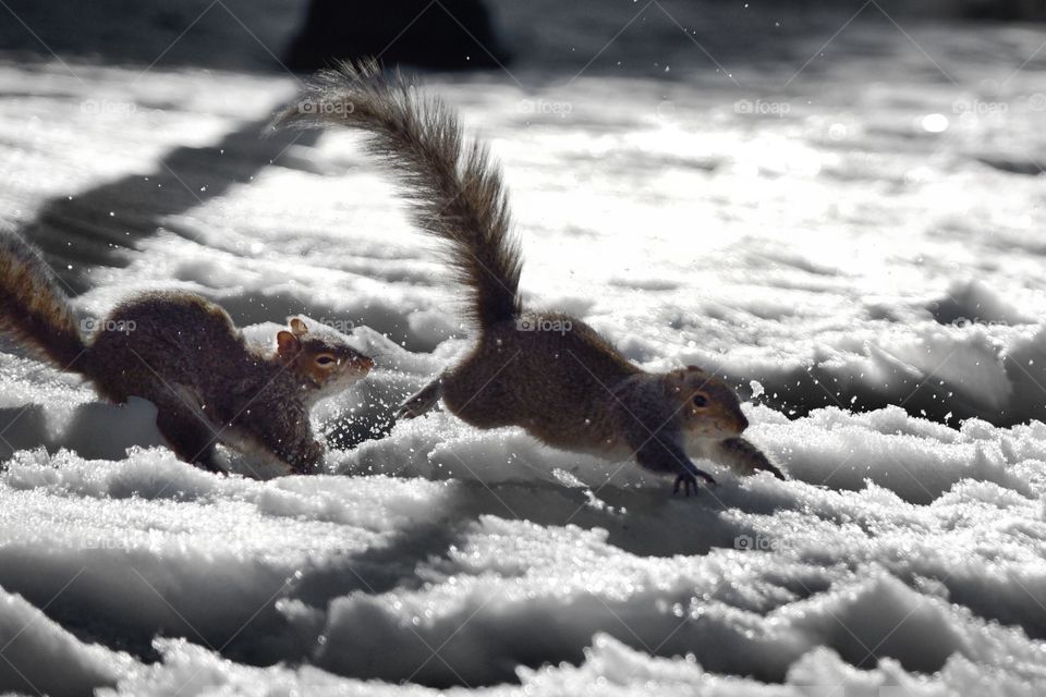 two grey squirrels chasing one another scampering across an icy park lawn 