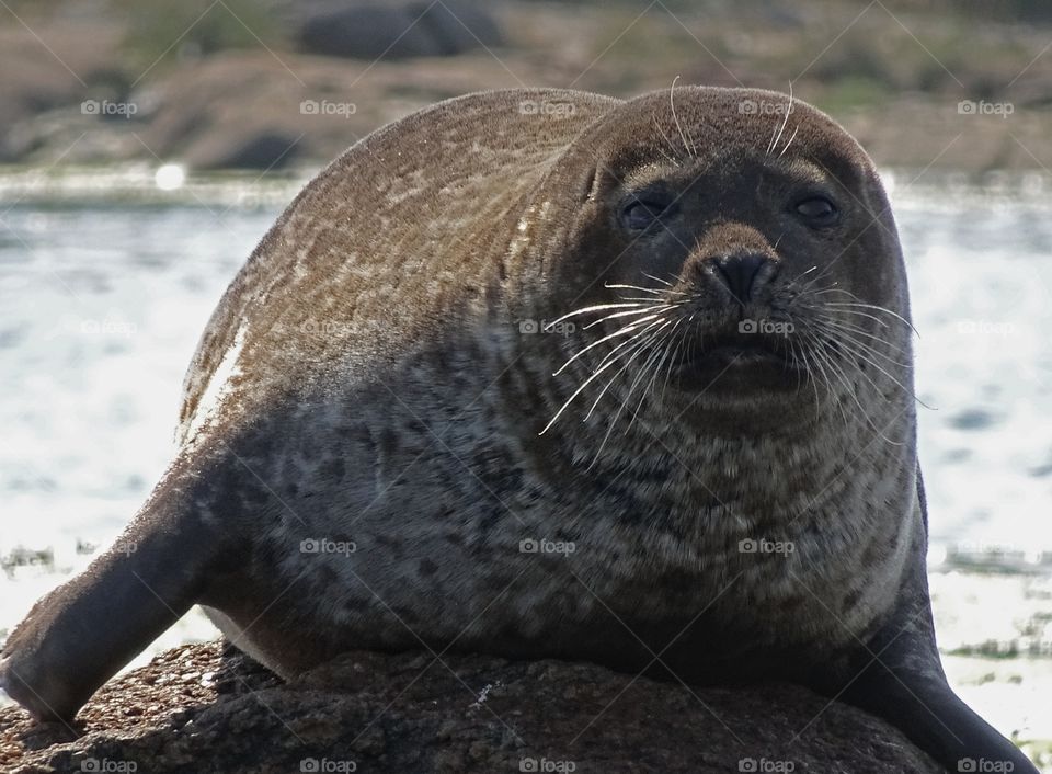 Seal closeup