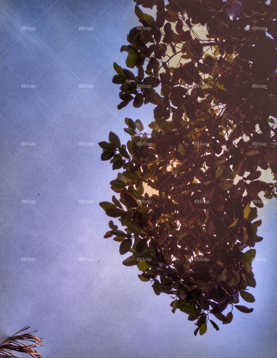 A mango tree and blue sky