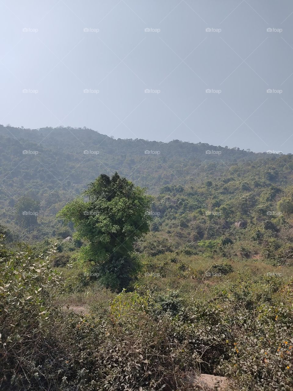 Beautiful trees and beautiful view of the mountains.