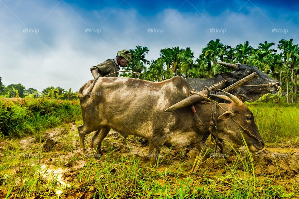 Farming in India.