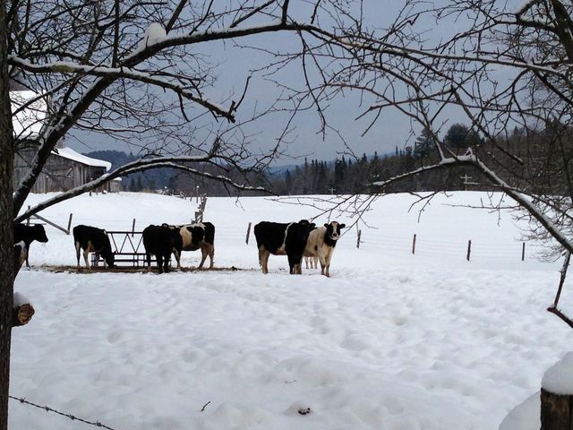 Winter, Snow, Cold, Frost, No Person