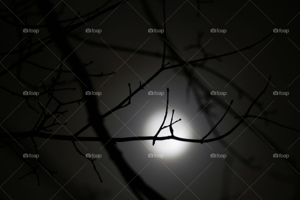 Silhouette eines Asts im Mondschein