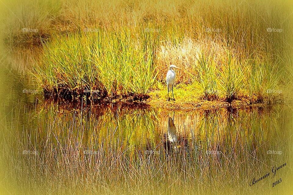 Reflections of a bird