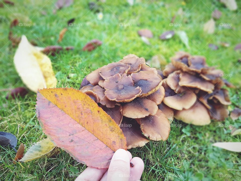 Mushrooms in the wild