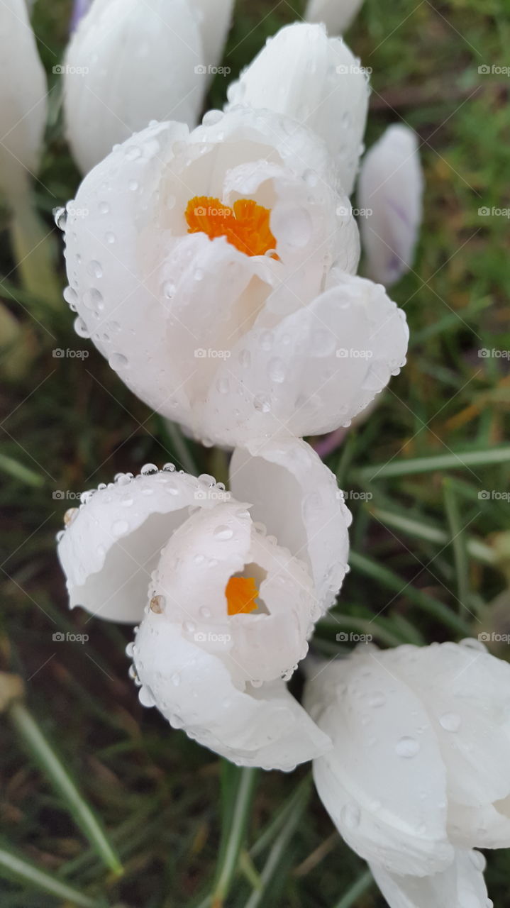 good morning spring blossoms