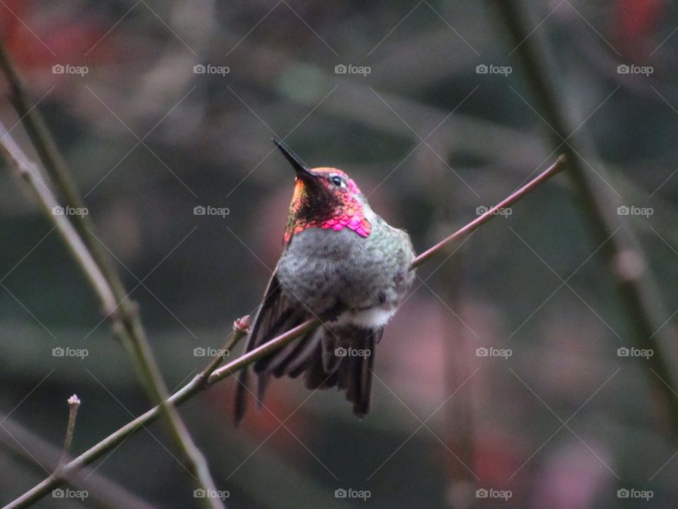 A Hummingbird Stretching 