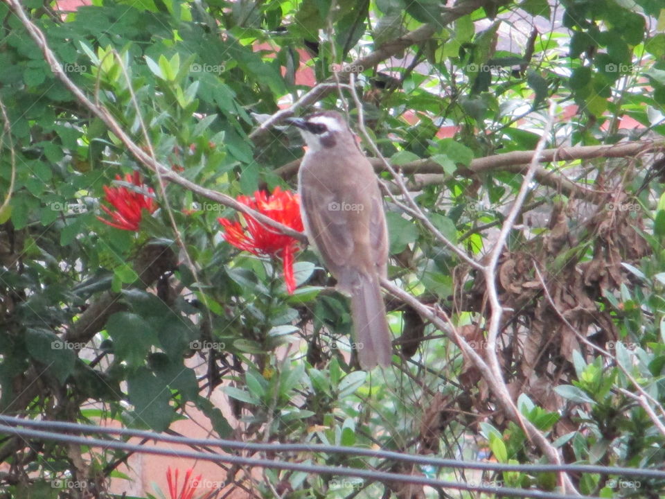 bird on branch