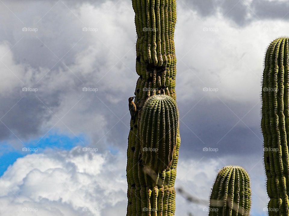 A woodpecker pecks a hole in the side of a Saguaro cactus in the Arizona desert to create a future dwelling