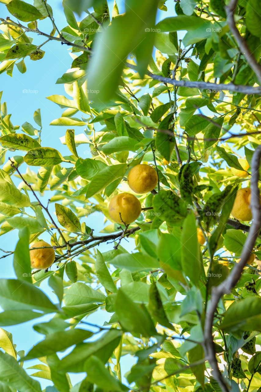 Ripe lemons hanging on a tree in ibiza