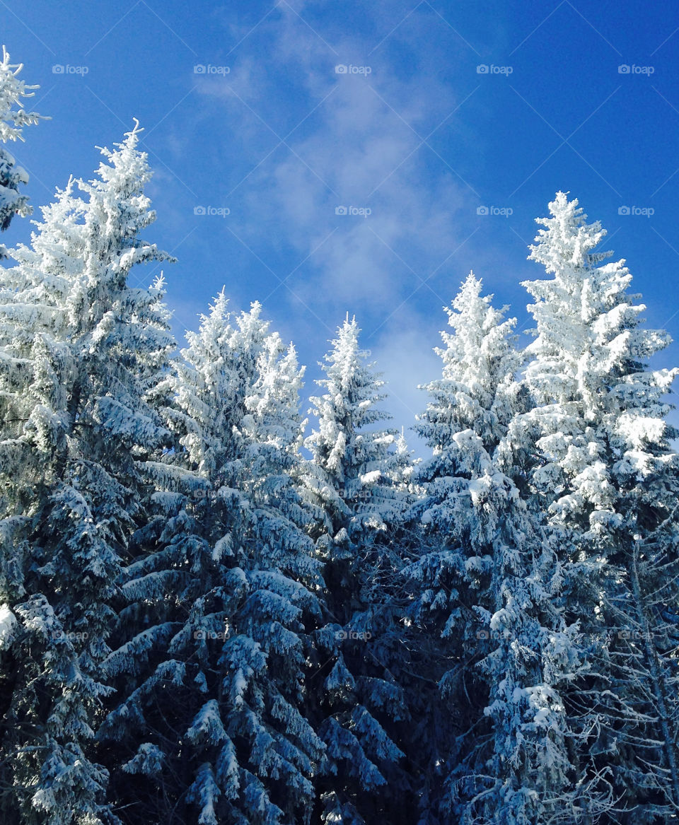 snow covered trees in the mountains