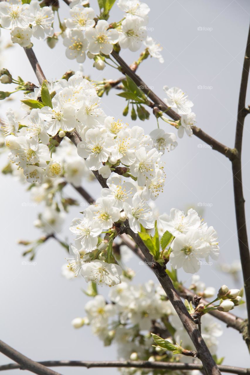 Spring flowering of trees and flowers on a sunny day in spring.