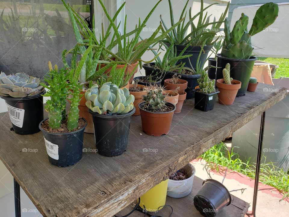 shelf of cactus