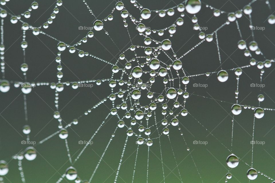 Water Web. Beads of condensation on a spiders web. Taken on a cold foggy morning.