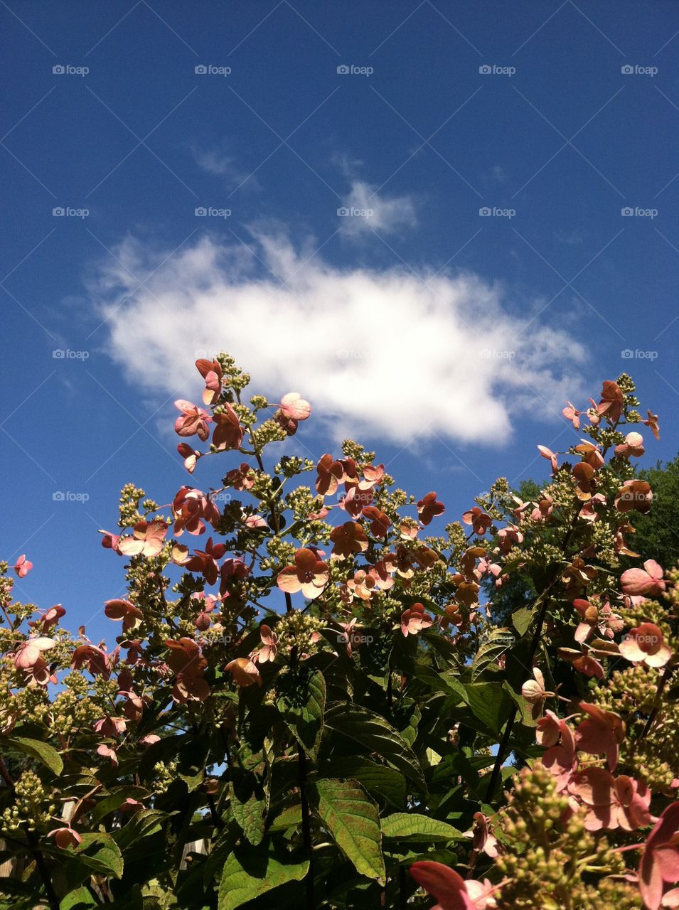 Love the blue sky . White fluffy cloud and blue sky , it was a perfect day for October 5 th . 