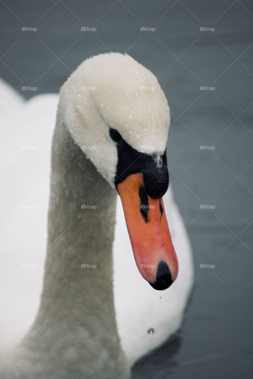 Swan on a lake 