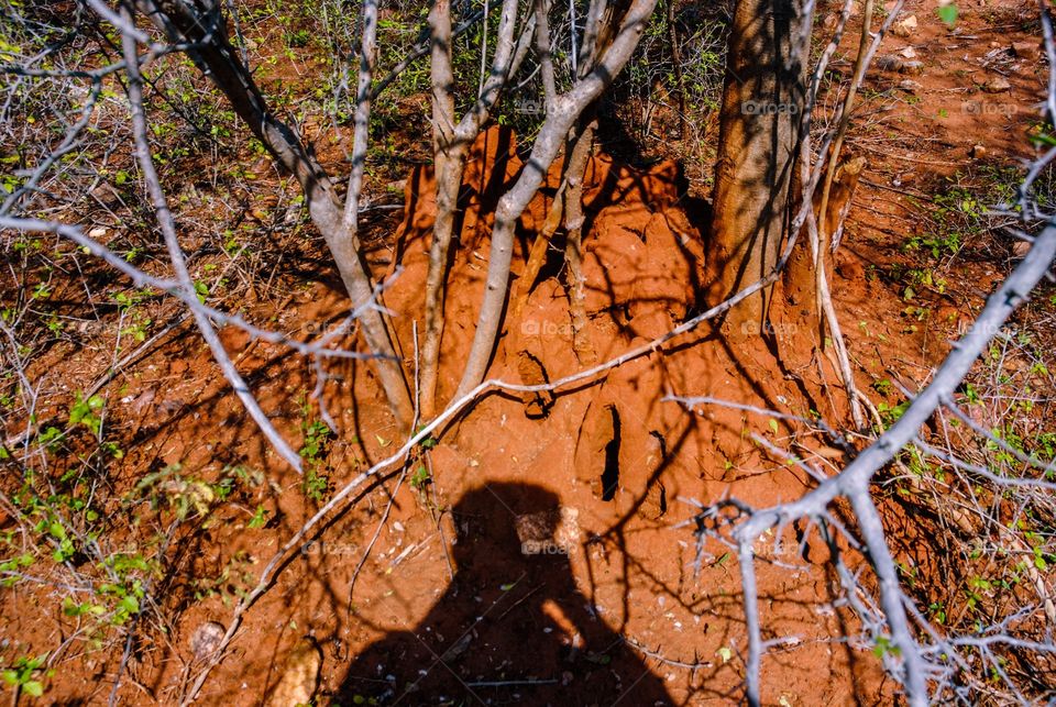 snake anthill with photo shoot shadow 