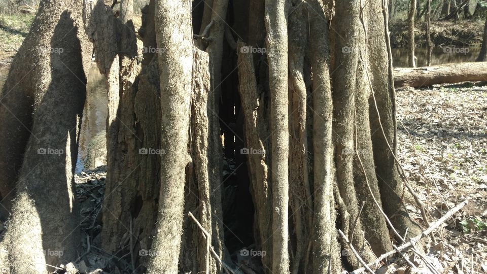 Tree, Nature, No Person, Wood, Old