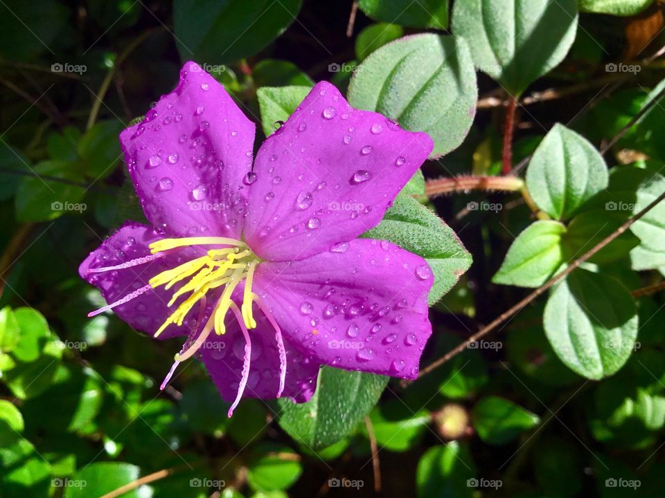 Purple bloom from a walk along the Red Road on a rainy day