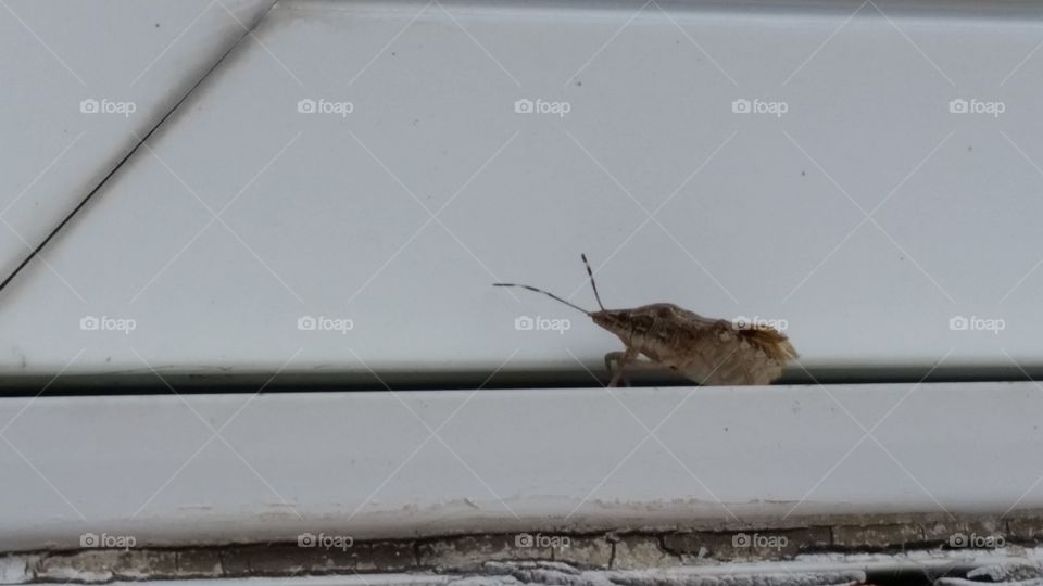 A mischievous Stink Bug hanging out on a window ledge.