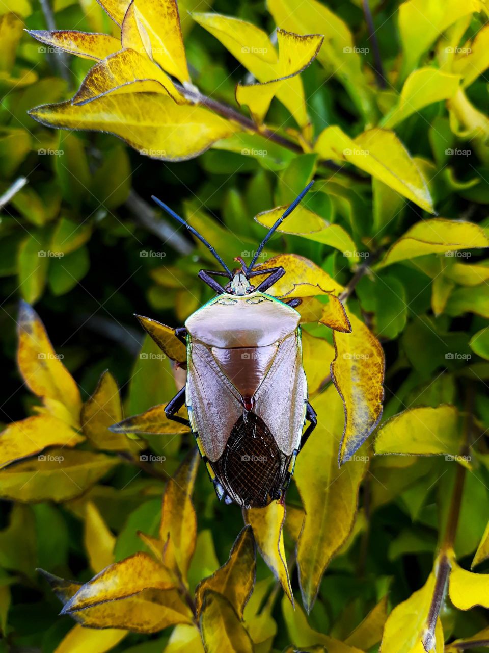 Insects and species of India