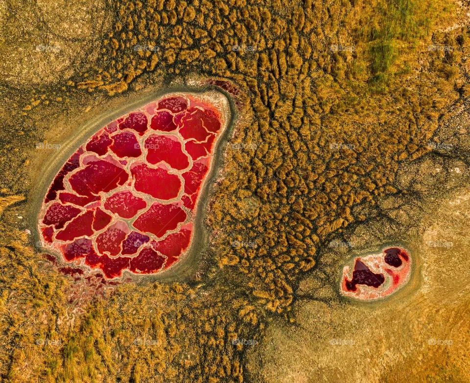 Photo of the year, Macros and abstract 