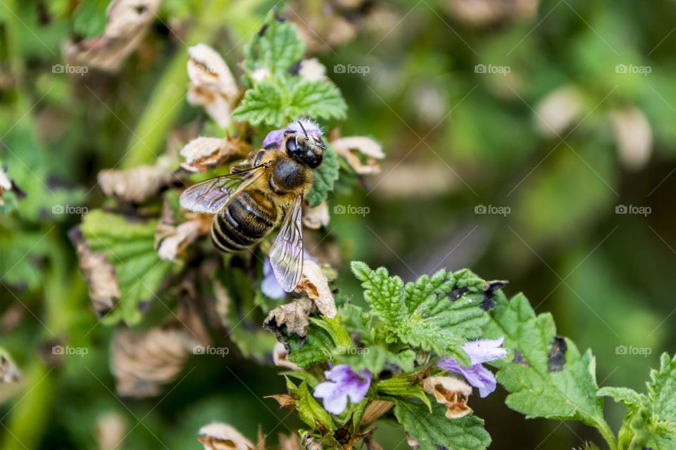 Bee on a september day