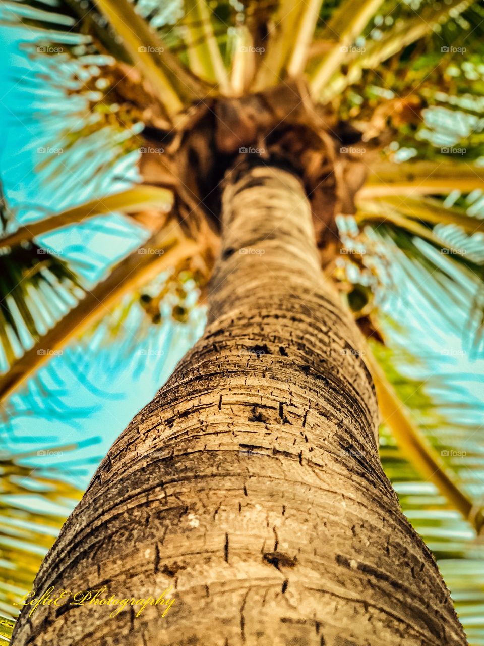 Palm tree in Miami
