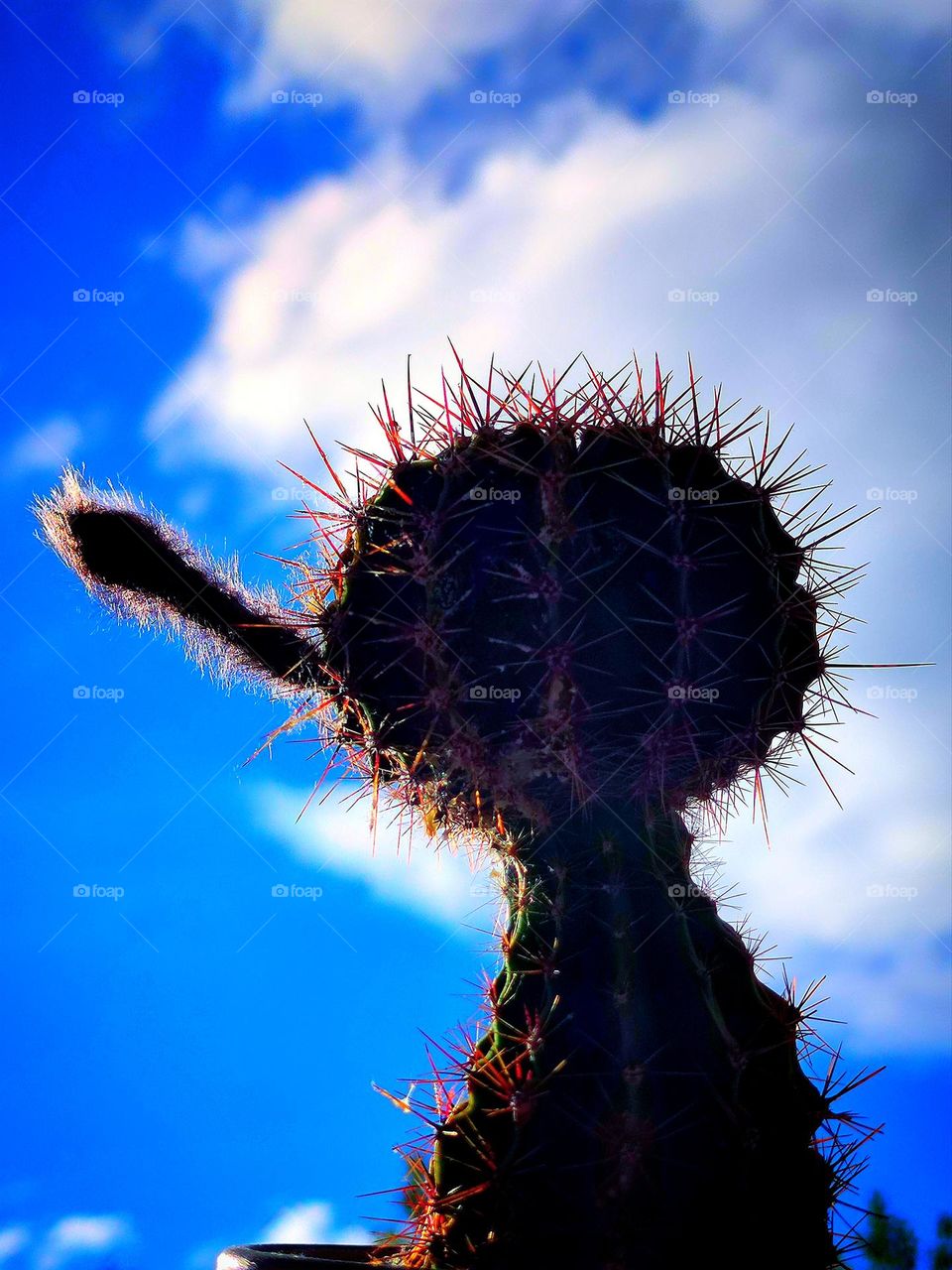 Clouds.  Blue sky with white fluffy clouds.  Against the background of a white cloud stands a cactus resembling Pinocchio.