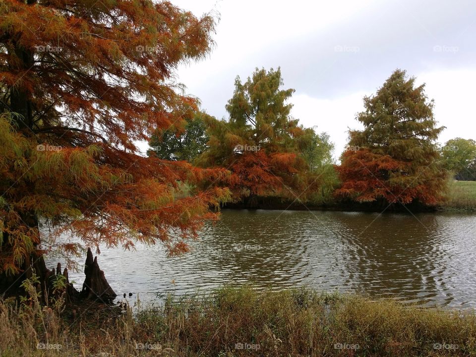 Cypress Tree Turning in the Fall