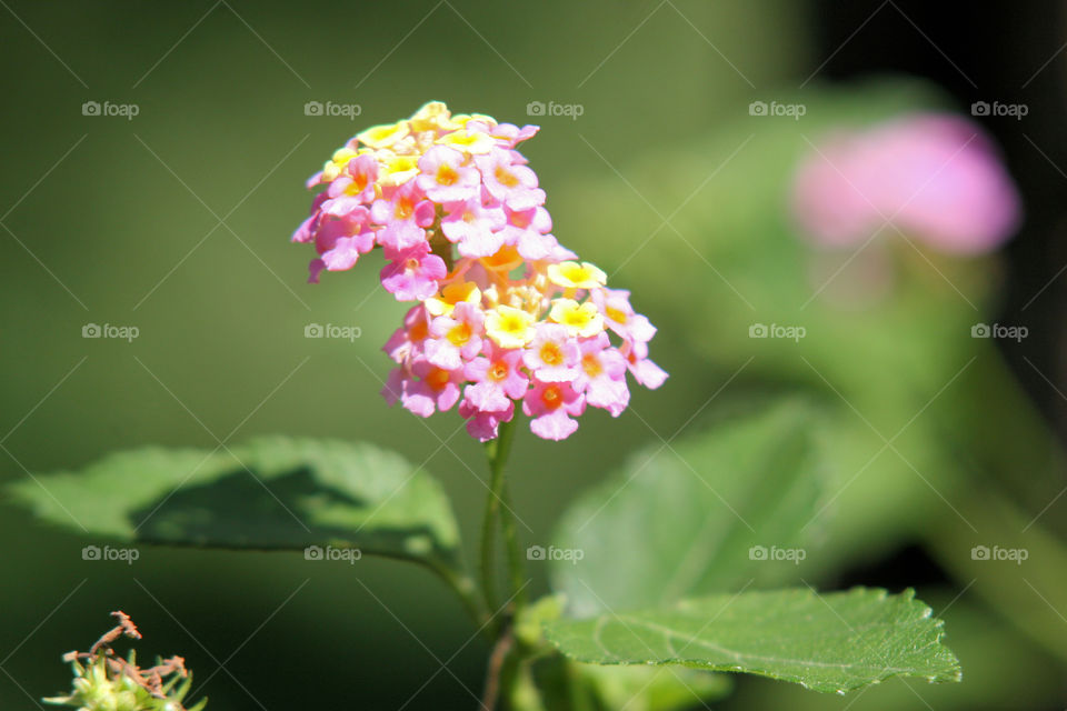 Lantana