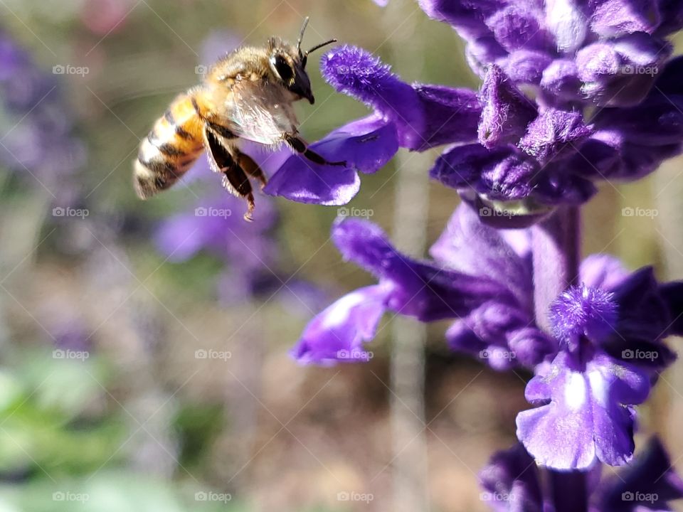 Bee flying up to a purple mystic spires flower for pollinating