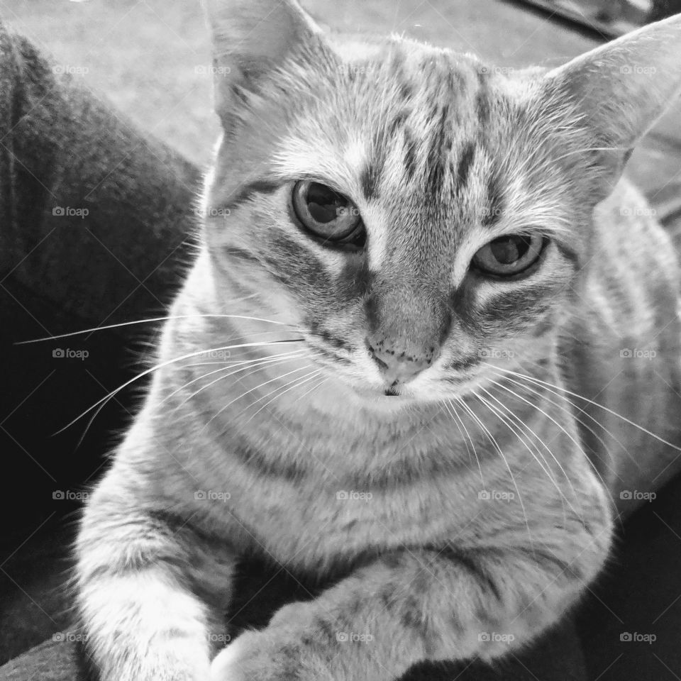 Rescued tabby cat in black and white