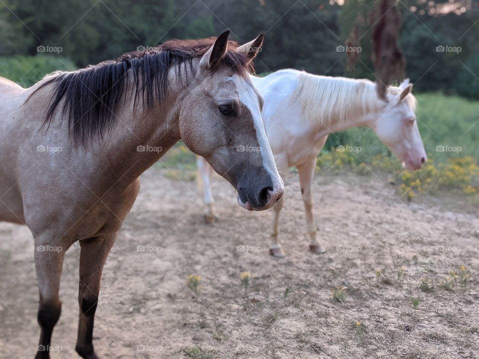horses