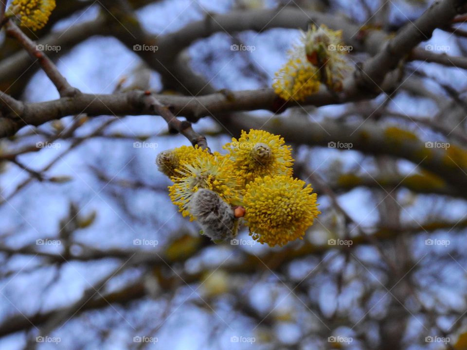 Close-up of flowers growing on tree branch