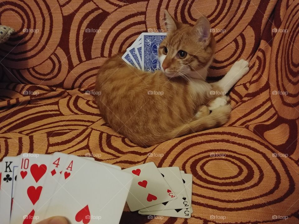 Playing cards with cat.