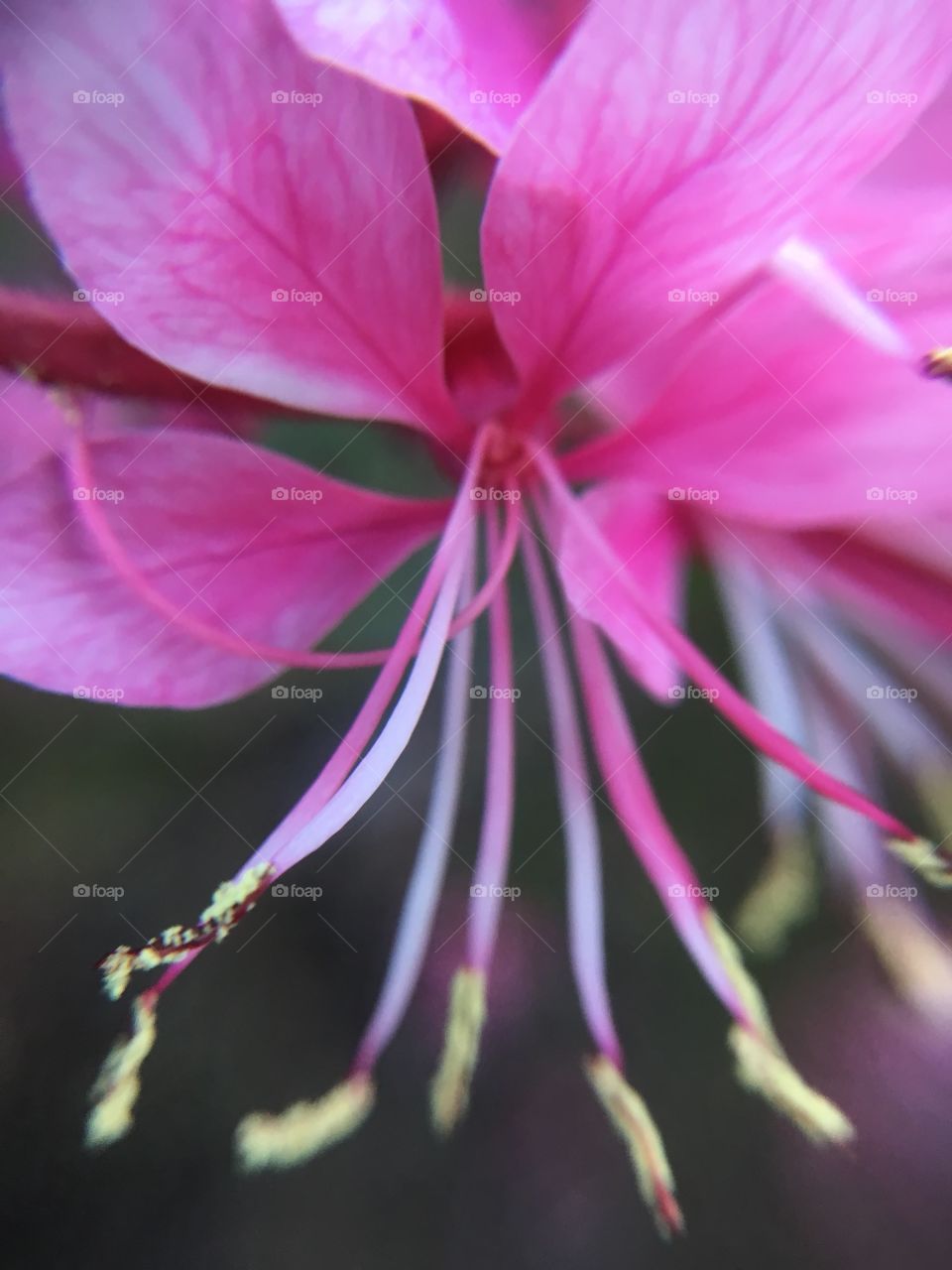 Pink flower closeup