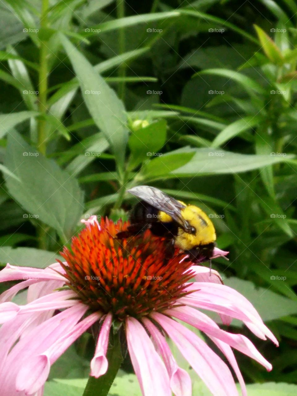 Bumble Bee. flower garden in my yard with bumble bee
