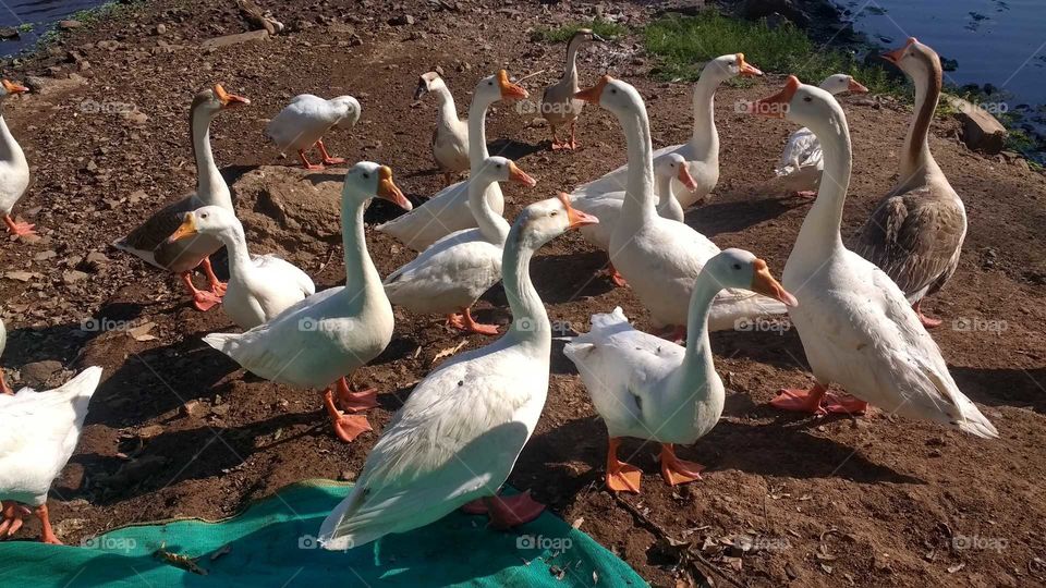 quack quack..I think Hakuna matata in duck's language