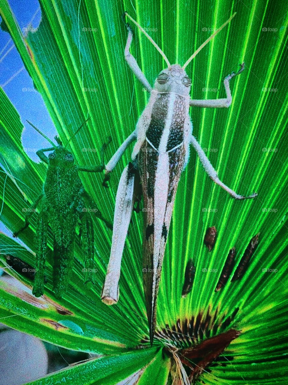 Locusts are a type of insect