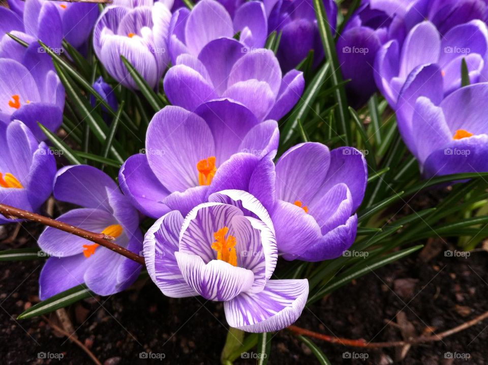 Crocus. Spring