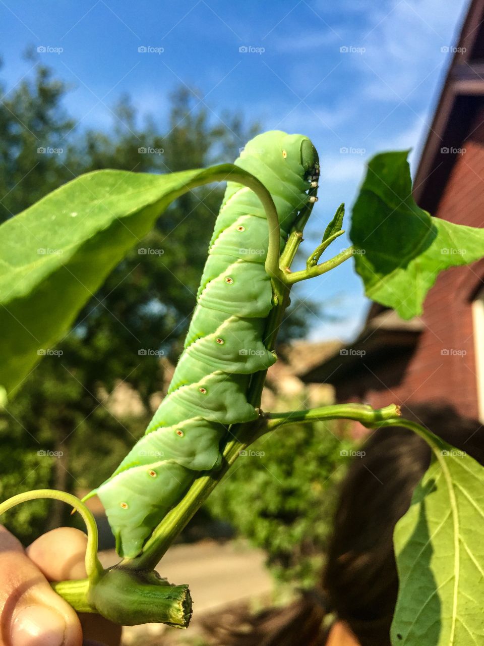 Green Horned Caterpillar 